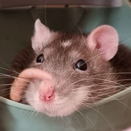 Lith the brown spotted rat